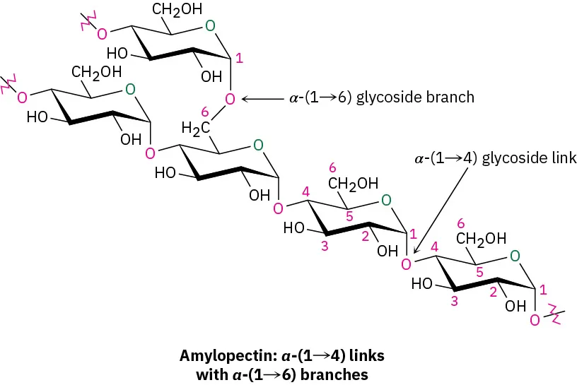 The structure of amylopectin, in which alpha-1,4 links with alpha-1,6 branches.