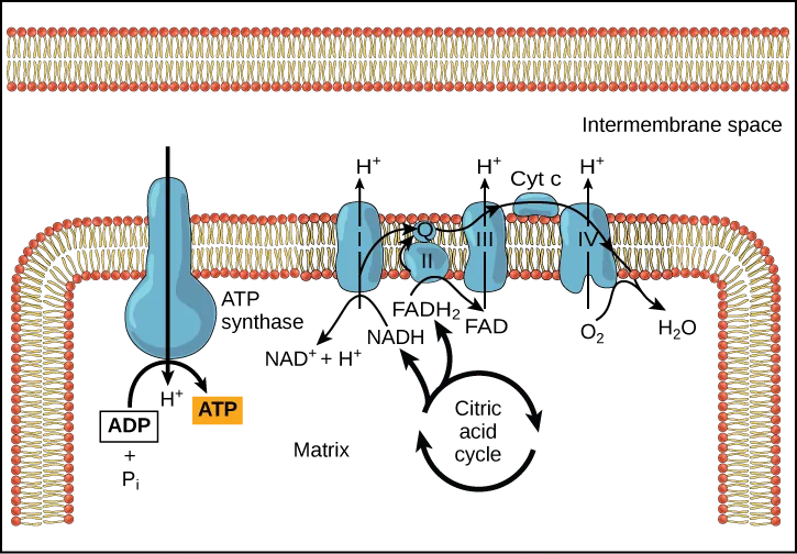 This illustration shows the electron transport chain, the ATP synthase enzyme embedded in the inner mitochondrial membrane, and the citric acid cycle occurring in the mitochondrial matrix. The citric acid cycle feeds NADH and FADH_{2} to the electron transport chain. The electron transport chain oxidizes these substrates and, in the process, pumps protons into the intermembrane space. ATP synthase allows protons to leak back into the matrix and synthesizes ATP.