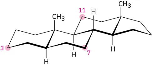 Chair conformation of the steroid ring system with three cyclohexane rings fused together and one cyclopentane ring. Hydrogen atom and  methyl groups are bonded to the top face of the ring junctions.
