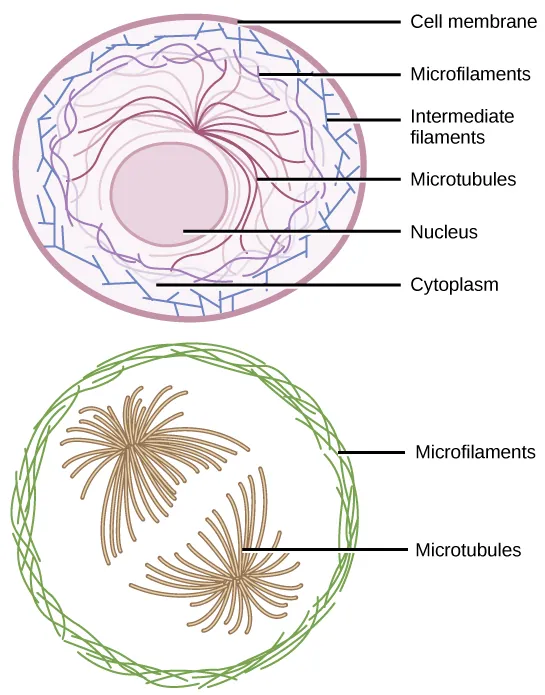Microfilaments line the inside of the plasma membrane, whereas microfilaments radiate out from the center of the cell. Intermediate filaments form a network throughout the cell that holds organelles in place.