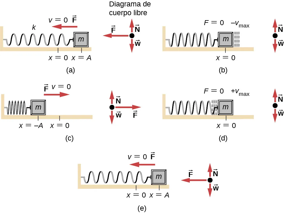 El movimiento y los diagramas de cuerpo libre de una masa unida a un resorte horizontal, constante k de resorte, en varios puntos de su movimiento. En la figura (a) la masa se desplaza a una posición x = A a la derecha de x = 0 y se libera del reposo (v = 0). El resorte está estirado. La fuerza sobre la masa es hacia la izquierda. El diagrama de cuerpo libre tiene el peso w hacia abajo, la fuerza normal N hacia arriba e igual al peso y la fuerza F hacia la izquierda. (b) La masa está en x = 0 y se mueve en la dirección x negativa con velocidad – v sub máx. El resorte está relajado. La fuerza sobre la masa es cero. El diagrama de cuerpo libre tiene el peso w hacia abajo, la fuerza normal N hacia arriba e igual al peso. (c) La masa está a menos A, a la izquierda de x = 0 y está en reposo (v = 0). El resorte está comprimido. La fuerza F está a la derecha. El diagrama de cuerpo libre tiene el peso w hacia abajo, la fuerza normal N hacia arriba e igual al peso y la fuerza F hacia la derecha. (d) La masa está en x = 0 y se mueve en la dirección x positiva con velocidad más v sub máx. El resorte está relajado. La fuerza sobre la masa es cero. El diagrama de cuerpo libre tiene el peso w hacia abajo, la fuerza normal N hacia arriba e igual al peso. (e) la masa está de nuevo en x = A a la derecha de x = 0 y en reposo (v = 0). El resorte está estirado. La fuerza sobre la masa es hacia la izquierda. El diagrama de cuerpo libre tiene el peso w hacia abajo, la fuerza normal N hacia arriba e igual al peso, y la fuerza F hacia la izquierda.