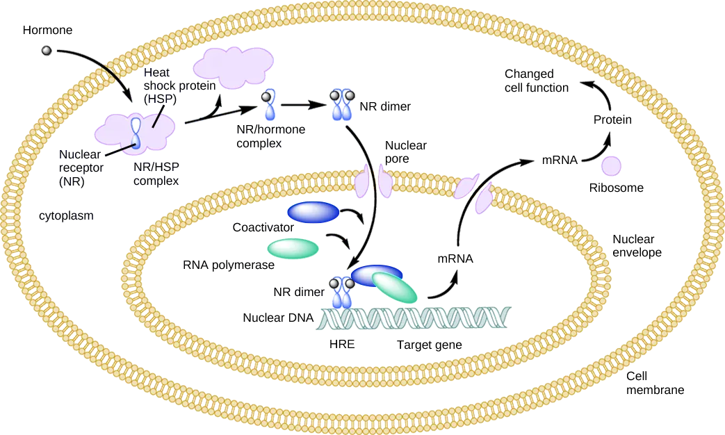 Illustration shows a hormone crossing the cellular membrane and attaching to the N R slash H S P complex. The complex dissociates, releasing the heat shock protein and a N R slash hormone complex. The complex dimerizes, enters the nucleus, and attaches to an H R E element on D N A, triggering transcription of certain genes.