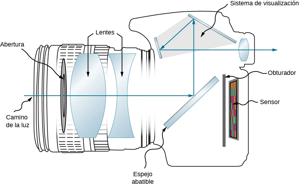 La figura muestra la vista lateral de una cámara digital. En la parte delantera de la cámara hay un disco marcado como abertura, seguido de una lente biconvexa, una lente bicóncava, un espejo inclinado marcado como espejo abatible, un obturador y un sensor. La trayectoria de la luz se muestra de tal manera que la luz entra en la cámara a través de la abertura y las lentes e incide en el espejo. Se refleja hacia arriba en el sistema de visión. Aquí se refleja en otros dos espejos antes de pasar por una lente biconvexa y salir de la cámara.