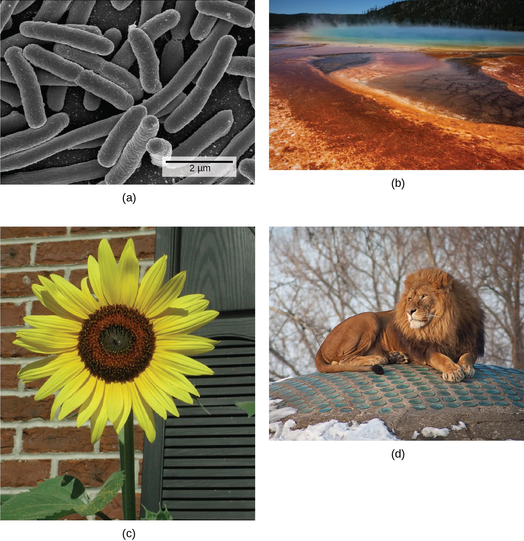 There are four photos shown. Photo A is a micrograph, showing tubelike bacteria. Photo B shows a steaming body of water, refered to as a hot vent. Some of the water is a typical blue, while the outer edges are rust colored. Photo C shows a tall sunflower, with a thick stem and bright yellow petals. Photo D shows a muscular lion that has a thick mane of hair around its neck and head.