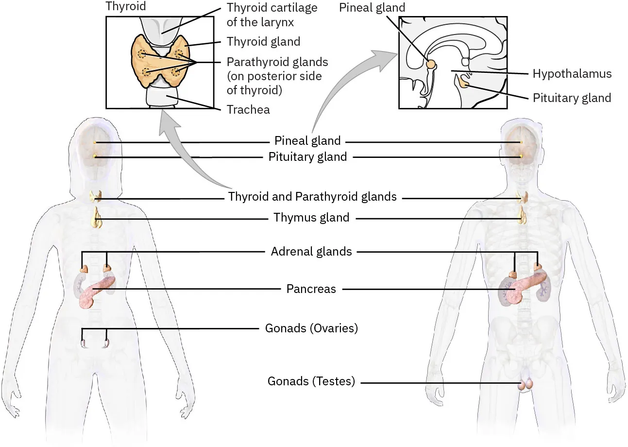 Thyroid and Parathyroid glands (inset) and Endocrine system illustration in male and female, labeled with: thyroid and parathyroid glands (inset labeled: thyroid cartilage of the larynx, thyroid gland, parathyroid glands, trachea), pineal gland (inset labeled: pineal gland, hypothalamus, pituitary gland), pituitary gland, thymus gland, adrenal glands, pancreas, gonads (ovaries), gonads (testes).