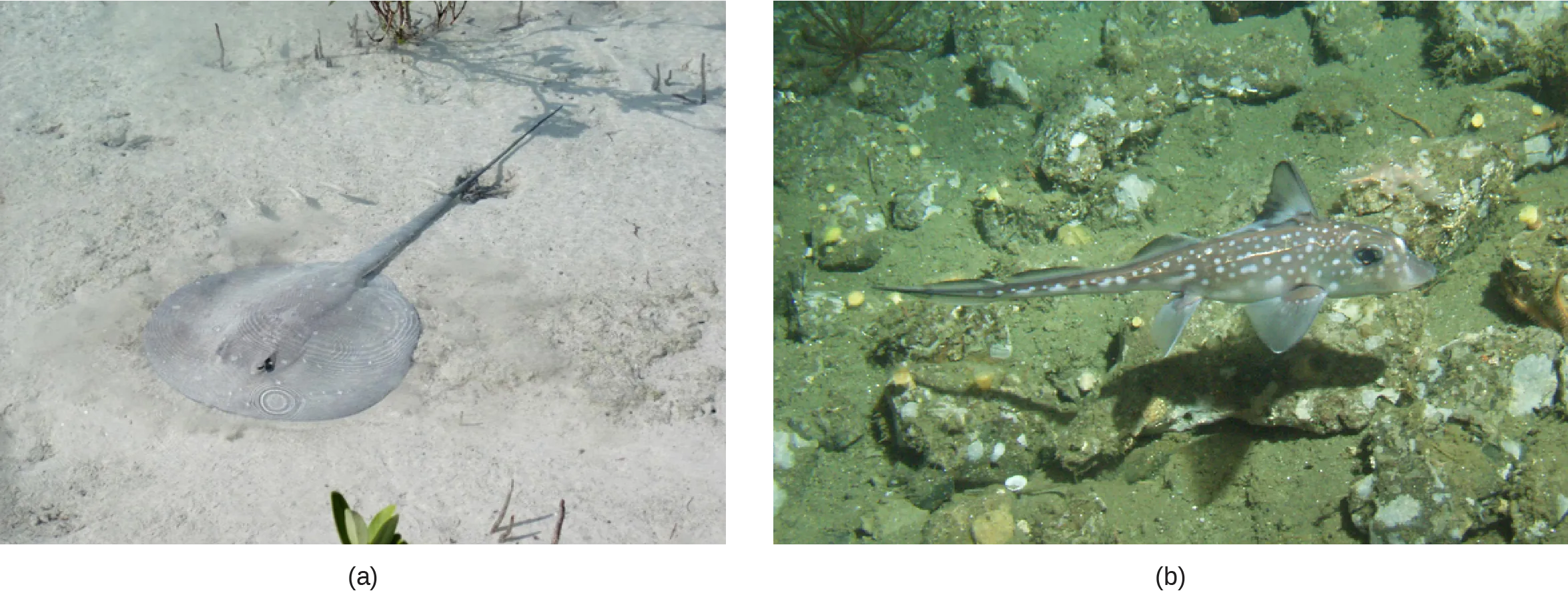 Photo A shows a stingray with a long, thin body and a circular head, resting on the sandy bottom. Photo B shows a spotted ratfish with fins and a long slender tail, but with no visible gill slits.