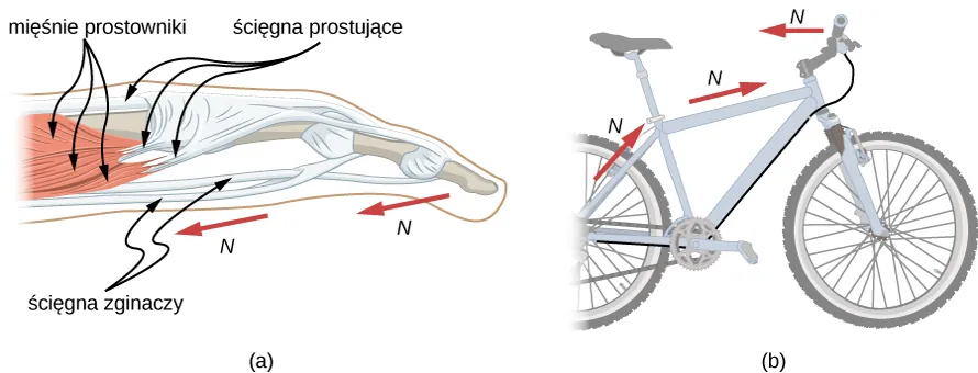 Rysunek a przedstawia budowę mięśnia ludzkiego palca. Szersze mięśnie na rysunku nazwano jako mięśnie prostujące. Są one połączone ze ścięgnami prostującymi. Ścięgna znajdujące się wzdłuż palców to ścięgna rozciągające. Strzałka oznaczona jako N to wektor mający punkt przyłożenia w górnych partiach palców w stronę lewą. Na rysunku b pokazano rower. Trzy siły, narysowane w formie strzałek nazwanych jako N, skierowano od środka tylnego koła w stronę siodełka, od siodełka do kierownicy roweru oraz od kierownicy w stronę tylnych partii roweru.