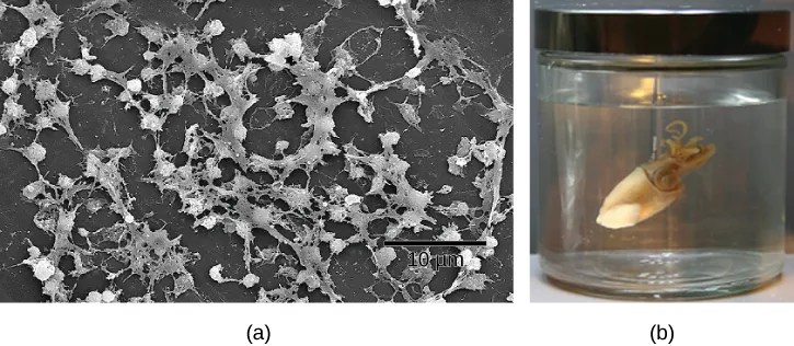 Part a: This electron micrograph shows a film of bacteria. Part b: This photo shows a Hawaiian bobtail squid.