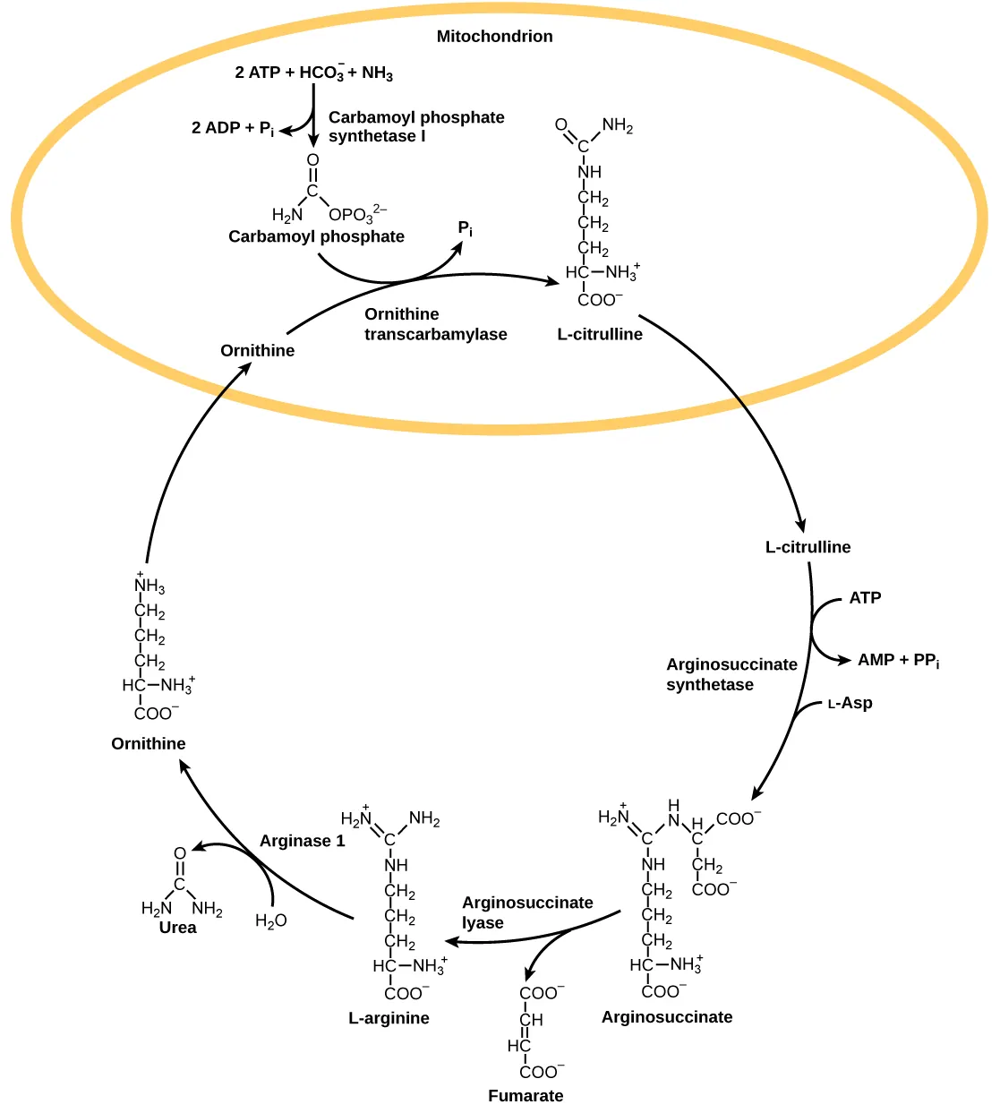 The urea cycle begins in the mitochondrion, where bicarbonate (HCO3) is combined with ammonia (NH3) to make carbamoyl phosphate. Two ATP are used in the process. Ornithine transcarbamylase adds the carbamoyl phosphate to a five-carbon amino acid called ornithine to make L-citrulline. L-citrulline leaves the mitochondrion, and an enzyme called arginosuccinate synthetase adds a four-carbon amino acid called L-aspartate to it to make arginosuccinate. In the process, one ATP is converted to AMP and PPi. Arginosuccinate lyase removes a four-carbon fumarate molecule from the arginosuccinate, forming the six-carbon amino acid L-arginine. Arginase-1 removes a urea molecule from the L-arginine, forming ornithine in the process. Urea has a single carbon double-bonded to an oxygen and single-bonded to two ammonia groups. Ornithine enters the mitochondrion, completing the cycle.