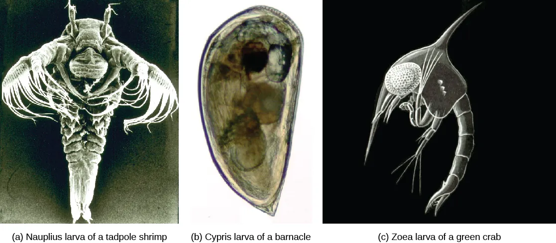 Micrograph a shows a shrimp nauplius larva, which has a teardrop-shaped body with tentacles and long, frilly arms at the wide end. Micrograph b shows a barnacle cypris larva, which is similar in shape to a clam. Micrograph c shows green crab zoea larva, which resembles a shrimp, with a large plated section covering its head, and its long tail tapering from from broader to thinner.