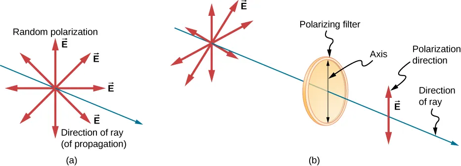 Figure a shows a slender blue arrow pointing out of the page and to the right that is labeled direction of ray. Eight red arrows emanate from a point on the ray and are labeled as vectors E. These arrows are all in a plane perpendicular to the ray and are uniformly distributed around the ray. They are labeled as representing a random polarization. In figure b, a similar but longer ray is shown with the same red arrows emanating from a point near the left end of the ray. Farther to the right on the same ray is a thin rectangle with six equally spaced vertical slits. This rectangle is labeled polarizing filter. A vertical double headed arrow on its surface is labeled axis. To the right of the filter, centered on the ray, is a single blue double headed arrow oriented vertically that is labeled E and direction of polarization.