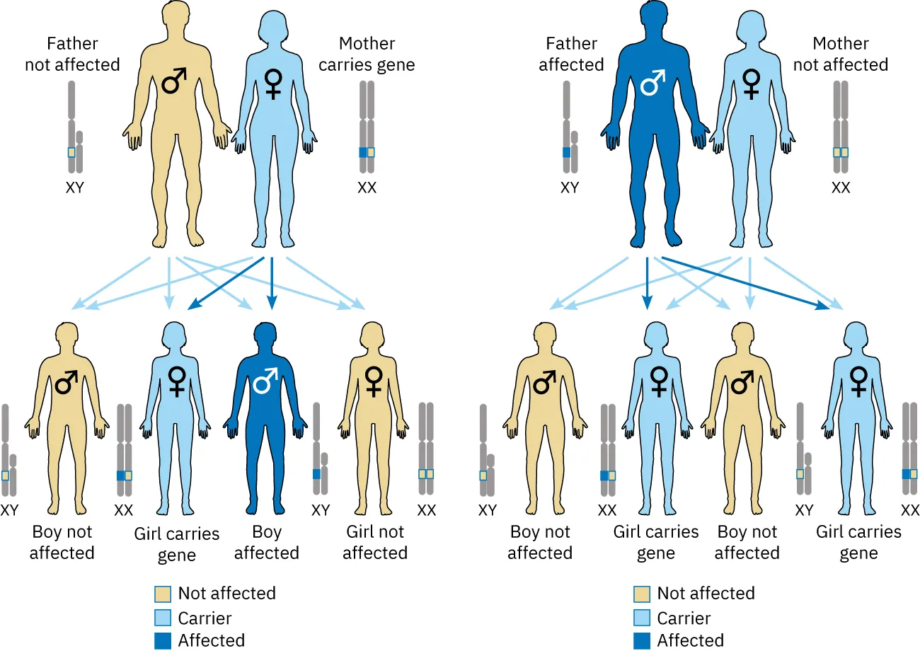 Illustration depicts combinations of not affected, carrier, and affected children resulting from parents with Father not affected and Mother carries genes as well as Father affected and Mother not affected.