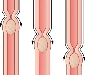 “Illustration shows food moving down the esophagus, which is a muscular tube. Muscles constrict behind the food. The constriction moves down, pushing the food ahead of it, from the mouth to the stomach.
