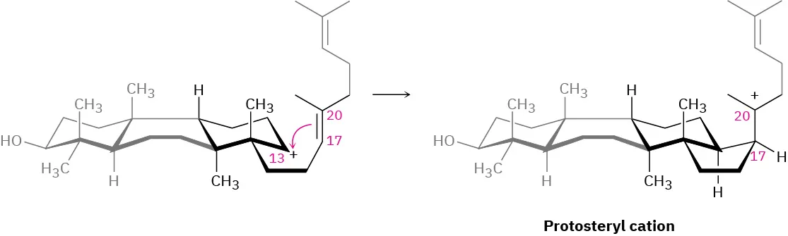 The intermediate generated at the third step undergoes cyclization to form protosteryl cation.