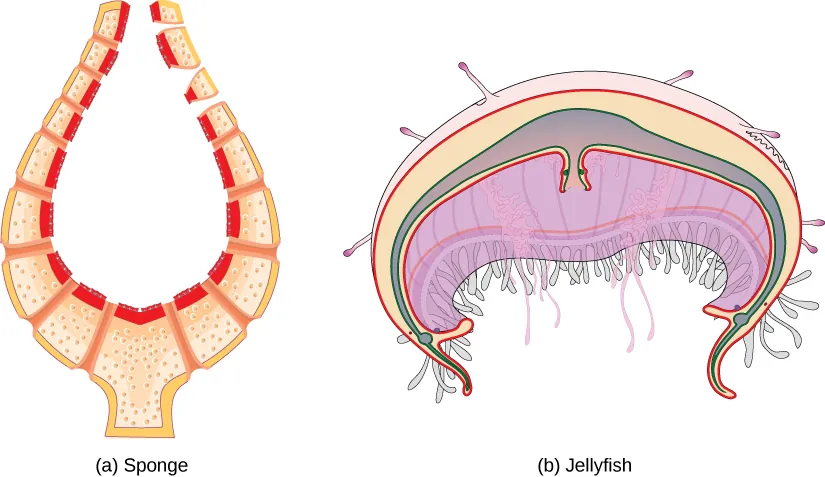 Shown are the cross sections of a sponge and a jellyfish. The sponge is concave up, so it has a vase like appearance with a large space in the between. It is made up of multiple sections, each separated with a small opening between the environment and cavity. The jellyfish is concave down, with an upside bowl appearance. It has multiple layers, with a cavity formed by what looks like the union of a small bowl and a large bowl with an opening into its cavity.