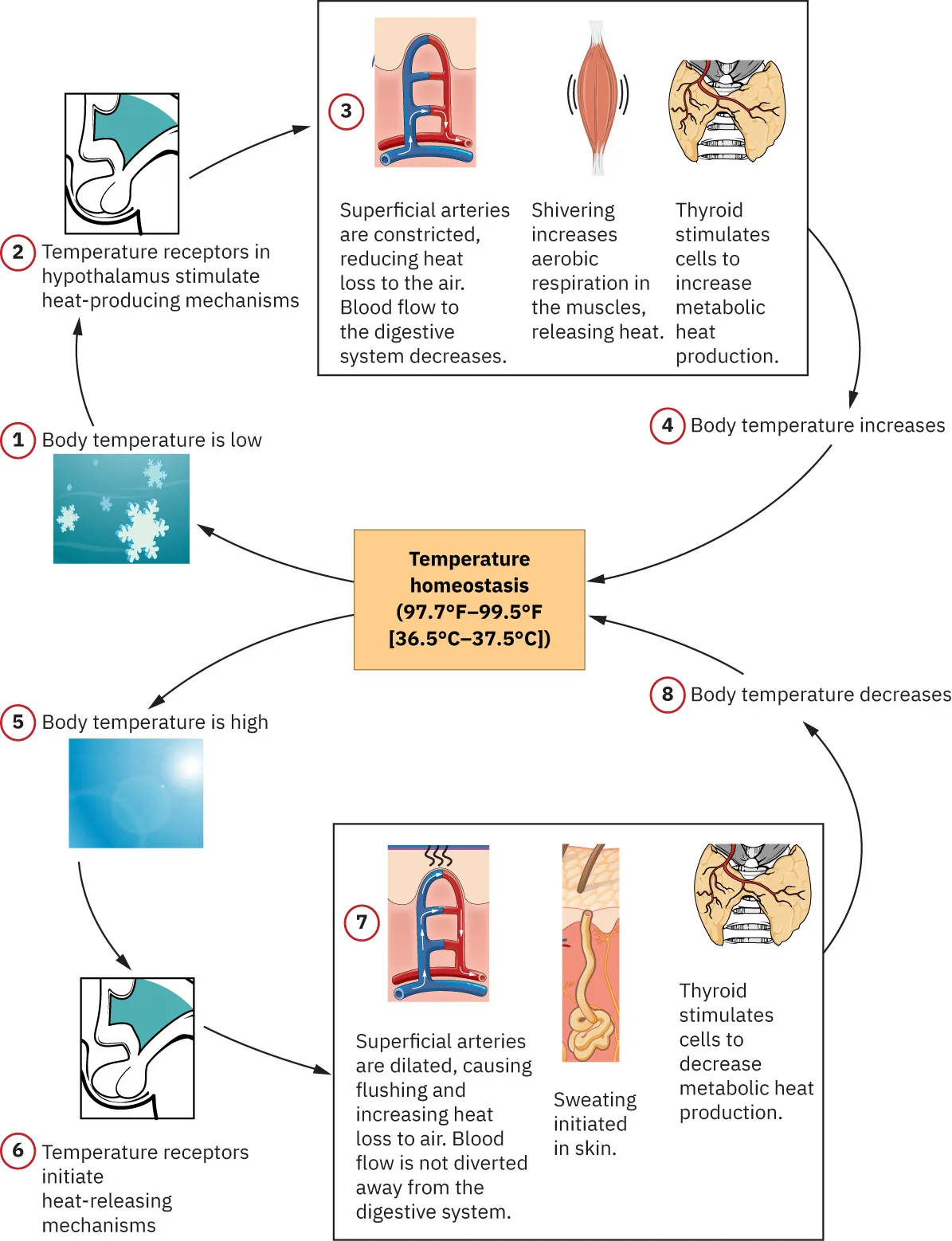 Diagram showing how hypothalamus is responsible for thermoregulation: 1, Body temperature is low; 2, Temperature receptors in hypothalamus stimulate heat-producing mechanisms; 3, Superficial arteries are constricted, reducing heat loss to the air. Blood flow to the digestive system decreases. Shivering increases aerobic respiration in the muscles, releasing heat. Thyroid stimulates cells to increase metabolic heat production; 4, Body temperature increases; Temperature homeostasis (35.5-37.5 degrees C); 5, Body temperature is high; 6, Temperature receptors initiate heat-releasing mechanisms; 7, Superficial arteries are dilated, causing flushing and increasing heat loss to air. Blood flow is not diverted away from the digestive system. Sweating initiated in skin. Thyroid stimulates cells to decrease metabolic heat production; arrows lead from 4 and 8 to Temperatures homeostasis; arrows lead from Temperature homeostasis to 1 and 5.