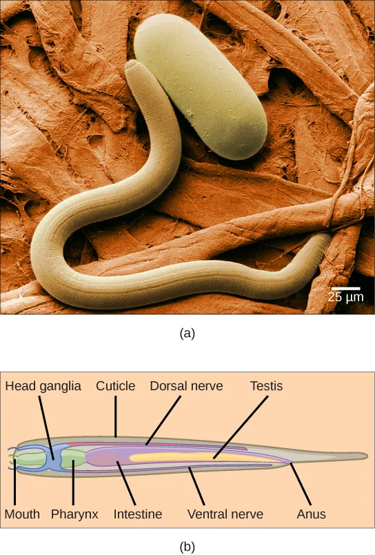(a) Photo a shows a worm-shaped nematode next to a capsule-shaped nematode egg. (b)The illustration shows a cross-section of a nematode, which has a mouth at one end and an anus at the other. The mouth connects to a pharynx, then to an intestine. Dorsal and ventral nerves run along the top and bottom of the animal and join ring-like head ganglia at the front end. Testes run alongside the intestine toward the back of the animal.