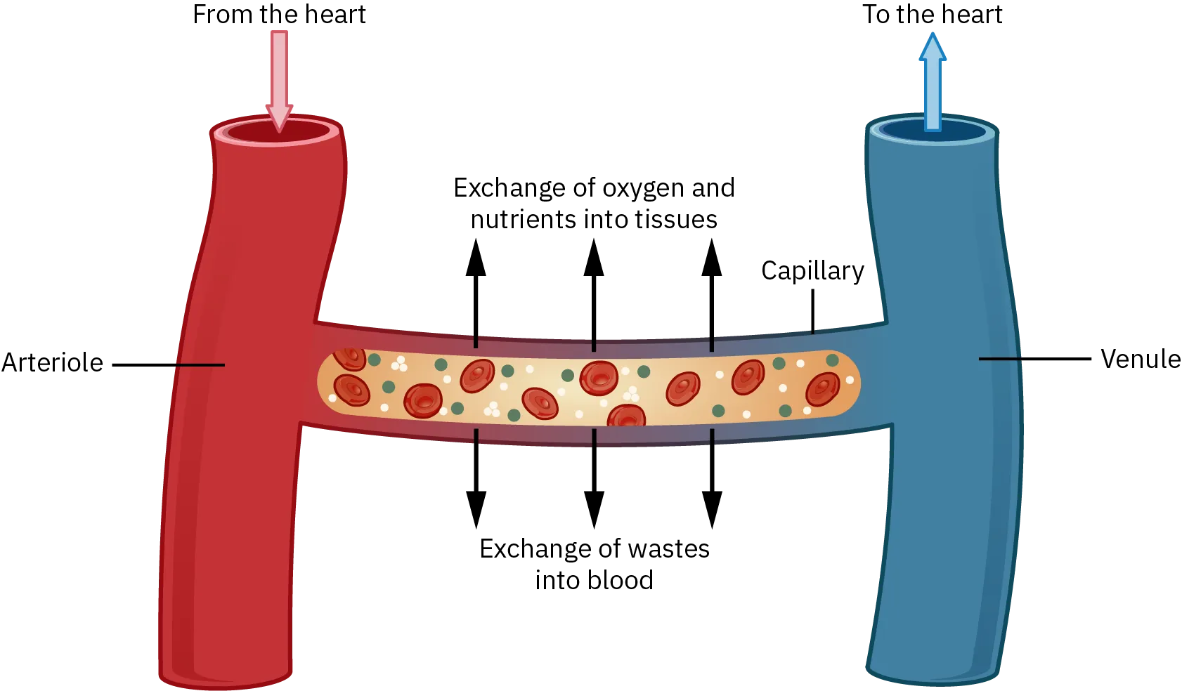 Blood from the heart flows into the arteriole and then the capillary. There, it exchanges oxygen and nutrients into the tissues and wastes into the blood. Once this occurs, blood flows into the veins where it travels back to the heart.
