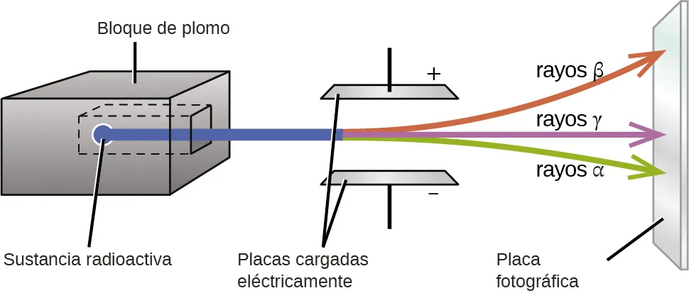 Se muestra un diagrama. Una caja gris en el lado izquierdo del diagrama, marcada como "bloque de plomo", tiene una cámara ahuecada en el centro en la que se coloca una muestra, marcada como "sustancia radiactiva". Un rayo azul sale de la muestra, del bloque, y pasa a través de dos placas colocadas horizontalmente que están marcadas como "placas cargadas eléctricamente". La placa superior está marcada con un signo positivo, mientras que la placa inferior está marcada con un signo negativo. Se muestra que el haz se divide en tres haces al pasar entre las placas; en orden de arriba a abajo, son: rojo, marcado como "rayos beta", morado, marcado como "rayos gama", y verde, marcado como "rayos alfa". Se muestra que los rayos chocan con una placa vertical, marcada como "placa fotográfica", en el extremo derecho del diagrama.