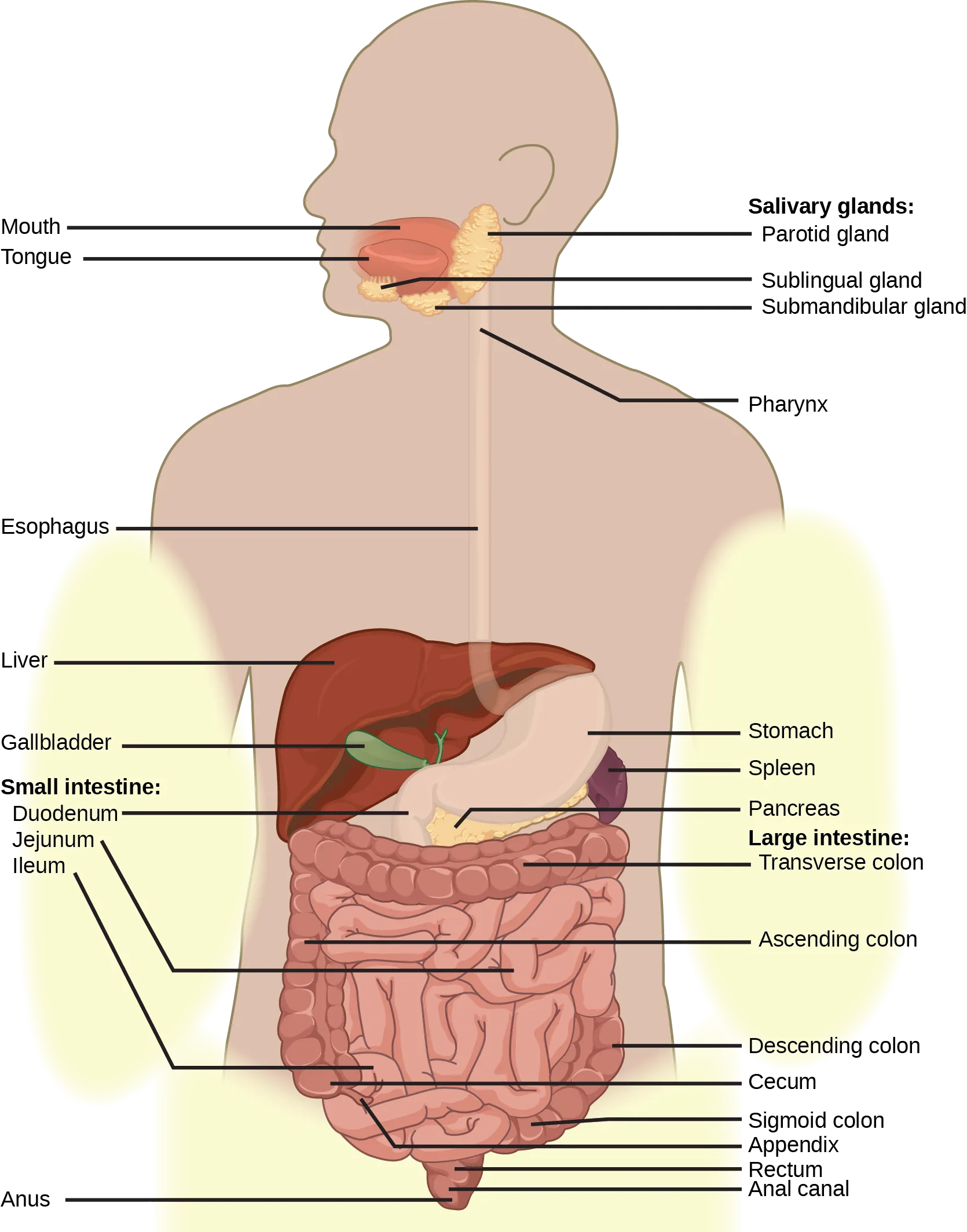 Illustration shows the human lower digestive system, which begins with the stomach, a sac that lies above the large intestine. The stomach empties into the small intestine, which is a long, highly folded tube. The beginning of the small intestine is called the duodenum, the long middle part is called the jejunum, and the end is called the ileum. The ileum empties into the large intestine on the right side of the body. Beneath the junction of the small and large intestine is a small pouch called the cecum. The appendix is at the bottom end of the cecum. The large intestine travels up the left side of the body, across the top of the small intestine, then down the right side of the body. These parts of the large intestine are called the ascending colon, the transverse colon and the descending colon, respectively. The large intestine empties into the rectum, which is connected to the anus. The pancreas is sandwiched between the stomach and large intestine. The liver is a triangular organ that sits above and slightly to the right of the stomach. The gallbladder is a small bulb between the liver and stomach.