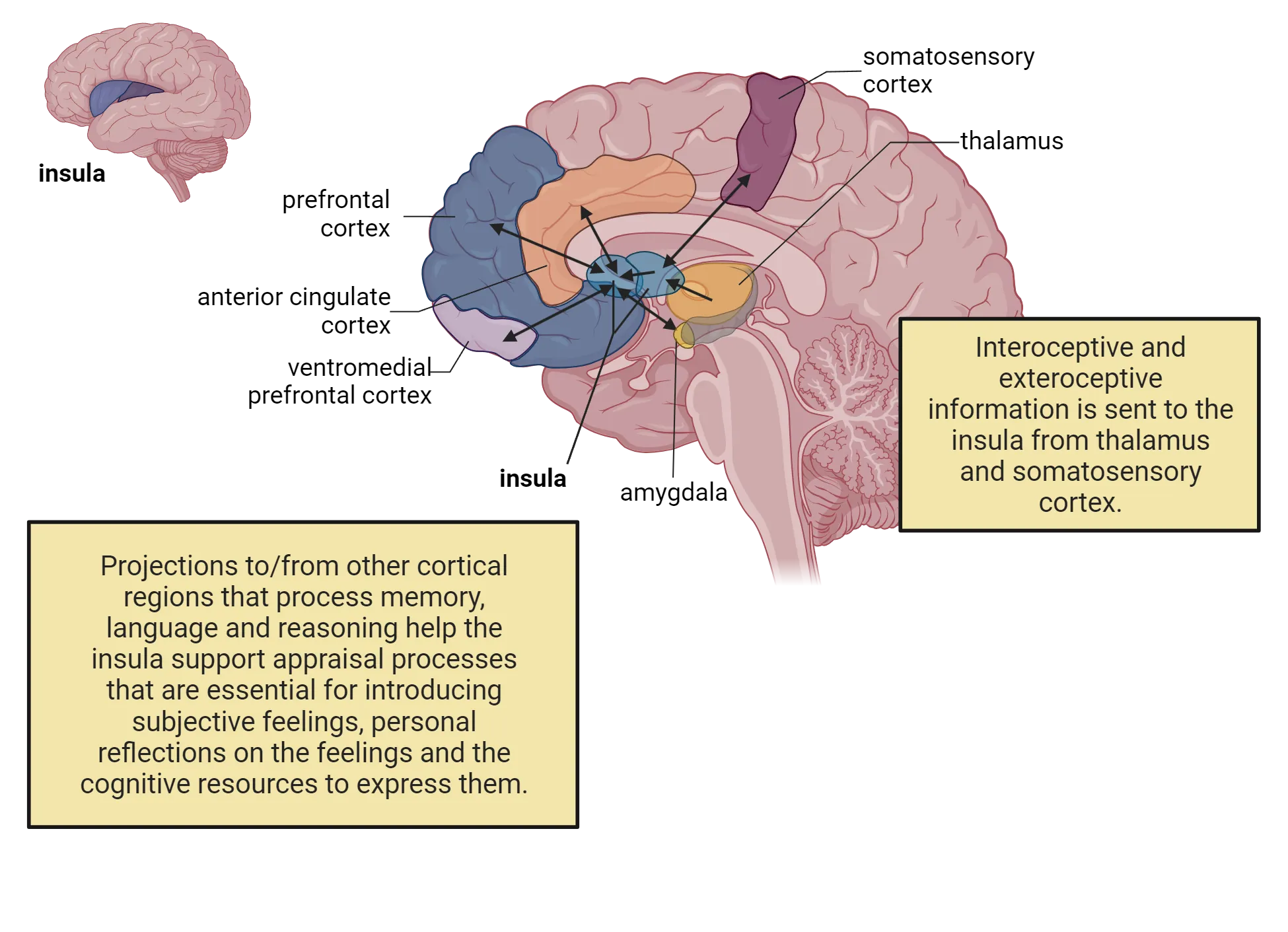 A diagram of a brain, sliced sagittally at midline. The insula and its input/output structures are highlighted.