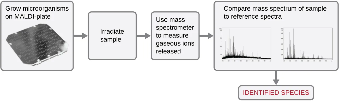 A flowchart. A square plate with a grid of circles is labeled grow microorganisms on MALDI-plate. Then irradiate sample. Then use mass spectrometer to measure gaseous ions released. Then compare mass spectrum of sample to reference spectra; two small graphs are shown here. Then identify specied.