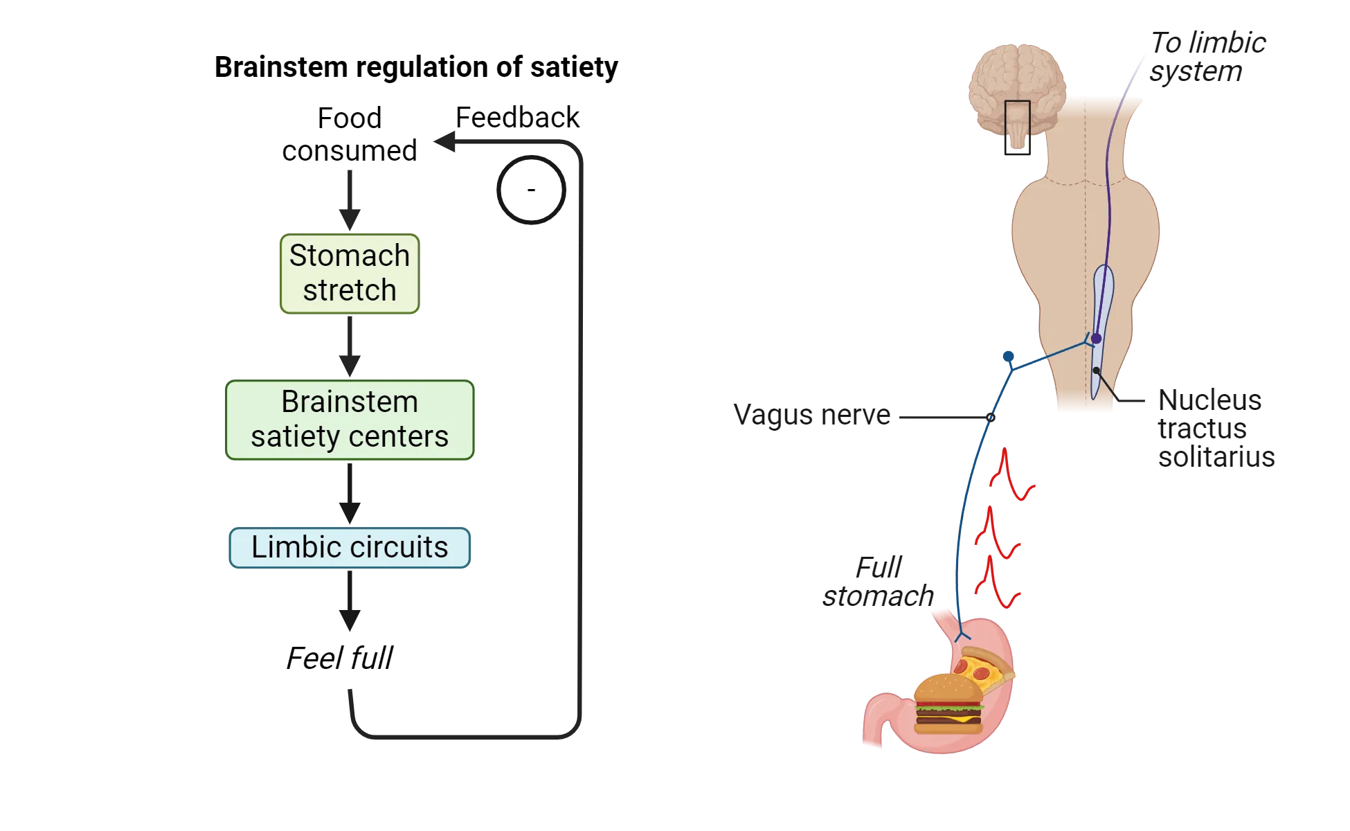 Left shows flowchart of brainstem regulation of satiety as described in the main text. Right shows diagram of vagus nerve connecting stomach to nucleus tractus solitarius in the brainstem, which then sends projections to limbic system. Full stomach induces vagus nerve firing.