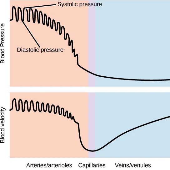 Graph A shows blood pressure, which starts high in the arteries and gradually drops as blood passes through the capillaries and veins. Blood velocity drops gradually in the arteries, then precipitously in the capillaries. Velocity increases as blood enters the veins. In the arteries, both blood pressure and velocity fluctuate to a higher level during systole and a lower level during diastole.