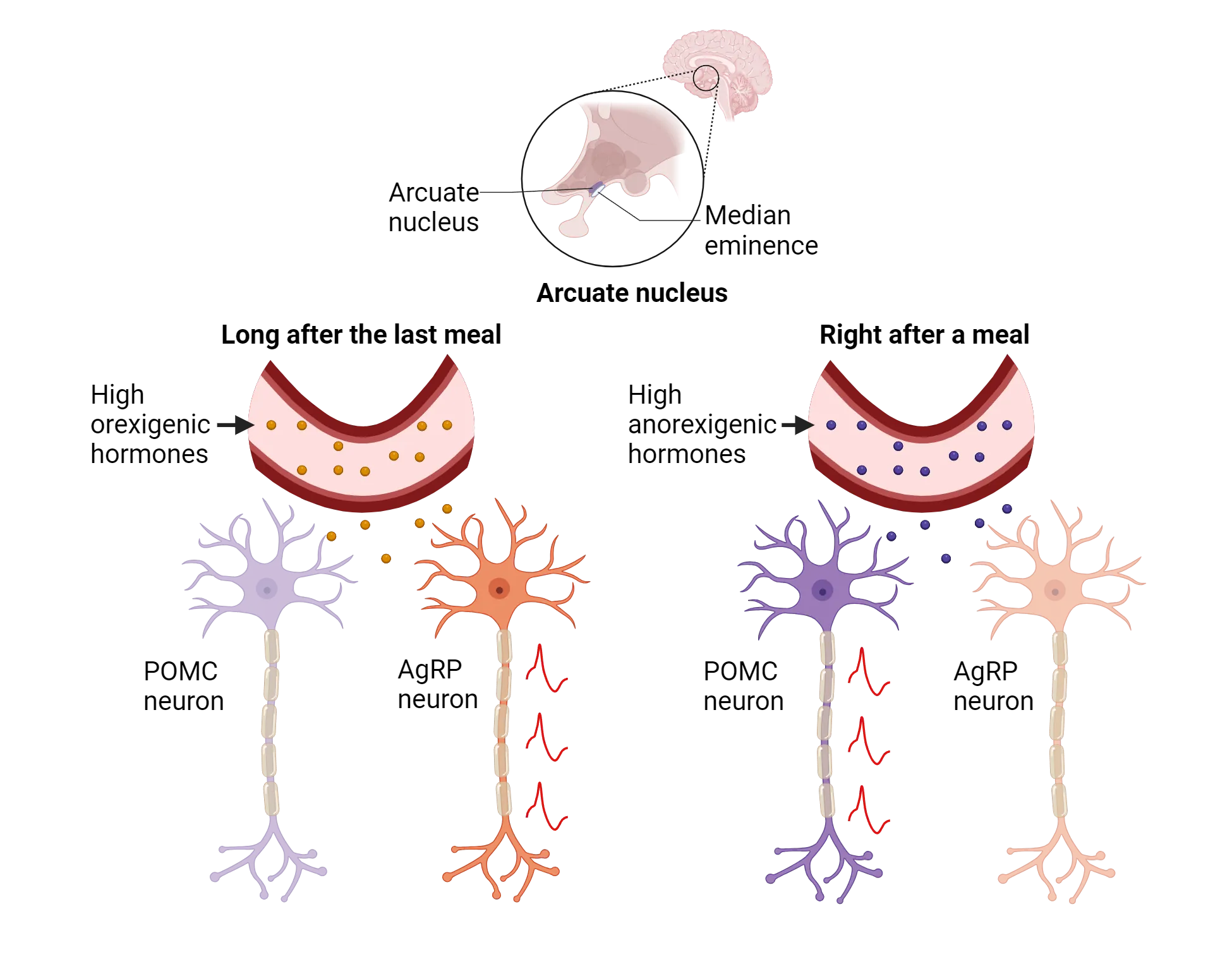 Top is a diagram of the human brain, sagittally at midline. It shows the location of the arcuate nucleus in the hypothalamus, contacting the medial eminence. Bottom is a pair of diagrams, each showing a blood vessel, POMC neuron and AgRP neuron. Left diagram shows long after last meal, orexigenic hormones are high and AgRP neuron is firing. Right diagram shows right after a meal, orexigenic hormones are low and POMC neuron is firing.