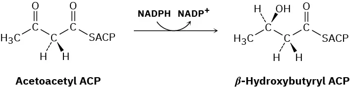 Acetoacetyl A C P forms beta-hydroxybutyryl A C P via the reduction of nicotinamide adenine dinucleotide phosphate hydride to nicotinamide adenine dinucleotide phosphate cation.