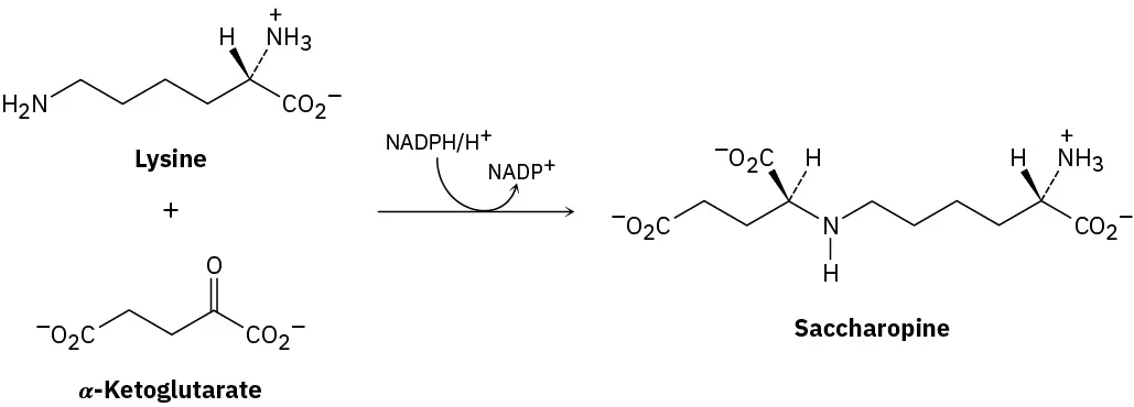 L-Lysine reacts with alpha-ketoglutarate and nicotinamide adenine dinucleotide phosphate hydrogen to form saccharopine and nicotinamide adenine dinucleotide phosphate cation.