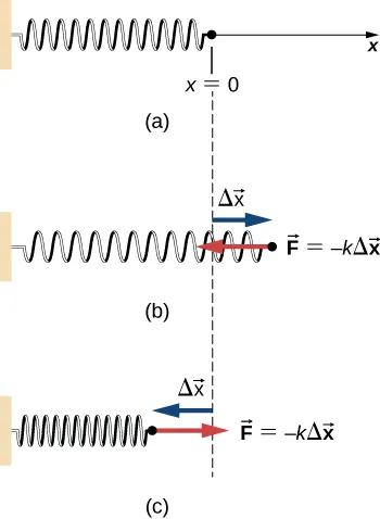 Un resorte horizontal cuyo extremo izquierdo está sujeto a una pared se muestra en tres estados diferentes. En todos los diagramas, el desplazamiento de la x se mide como el desplazamiento hacia la derecha del extremo derecho del resorte desde su posición de equilibrio. En la Figura a, el resorte está relajado y el extremo derecho está en x = 0. En la Figura b, el resorte está estirado. El extremo derecho del resorte es un vector delta x a la derecha de x = 0 y siente una fuerza hacia la izquierda F igual a menos k por el vector delta x. En la Figura c, el resorte está comprimido. El extremo derecho del resorte es un vector delta x hacia la izquierda de x = 0 y siente una fuerza hacia la derecha F igual a menos k por el vector delta x.