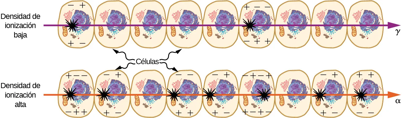 Se muestran dos filas de nueve células cada una. Un rayo gamma de baja densidad de ionización atraviesa la fila superior. Dos células resultan dañadas. Un rayo alfa de alta densidad de ionización atraviesa la fila inferior. Cinco células resultan dañadas.