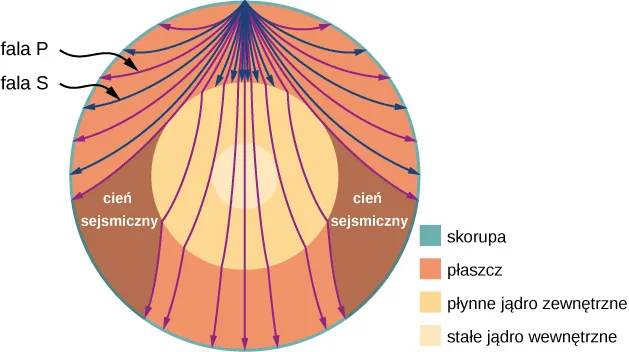 Rysunek przedstawia fale P i S, które rochodzą się ze źródła. Wskazane są także obszary cieni, w których nie ma fal S. Różnymi kolorami zaznaczono skorupę, płaszcz, zewnętrzne płynne jądro oraz środkowe stałe jądro.