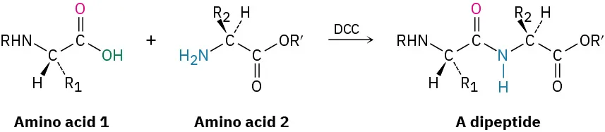 The reaction shows the formation of a dipeptide from the two different amino acids labeled as one and two, in the presence of D C C.