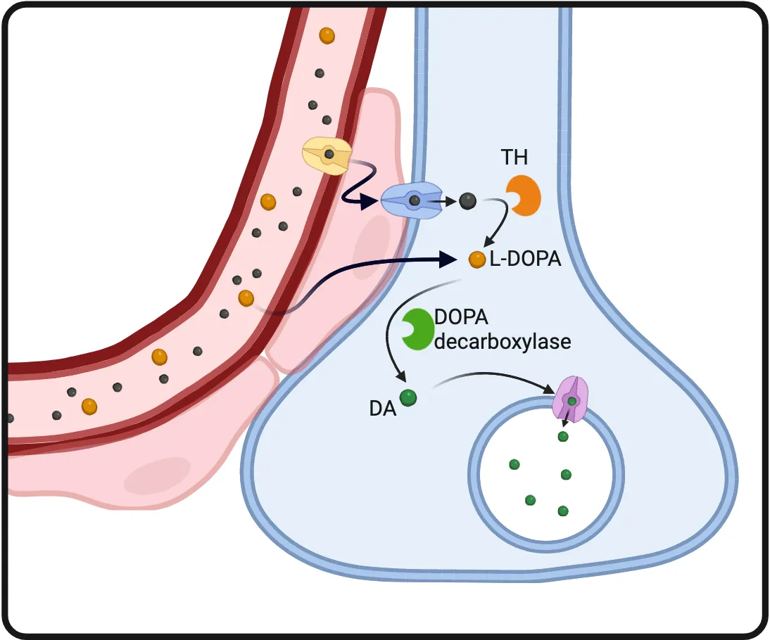 Diagram of an axonal terminal next to a blood vessel. Precursors are shown being transported out of the blood into the neuron to be converted in to L-DOPA, then in to dopamine.