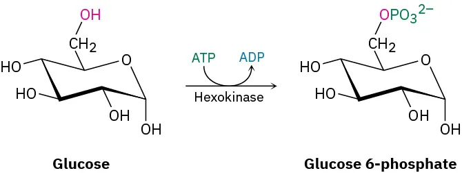 The reaction of glucose to form glucose-6-phosphate with conversion of A T P to A D P in the presence of hexokinase.