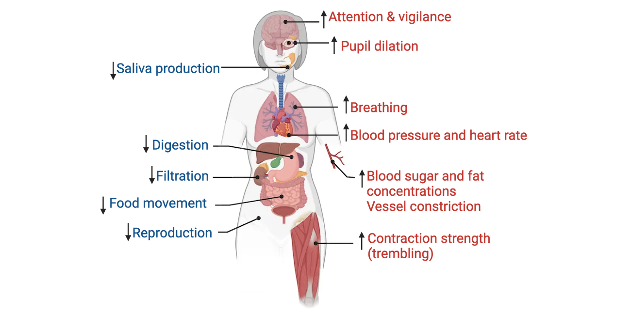 Diagram of a human body, showing brain, eye, lung, heart, most of the gastrointestinal system, blood vessels and muscles. Functions going up: attention and vigilance, pupil dilation, breathing, blood pressure and heart rate, blood sugar and fat, vessel constriction, contraction strength (trembling). Functions going down: saliva production, digestion, filtration (kidneys), food movement, reproduction.