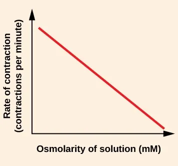 A graph has a horizontal axis labeled Osmolarity of solution (m M) on an increasing scale and a vertical axis labeled Rate of contraction (contractions per minute) on an increasing scale. A diagonal line begins near the start of the horizontal axis and near the top of the vertical axis. This line extends down to end at the right end of the horizontal axis near the bottom of the vertical axis.