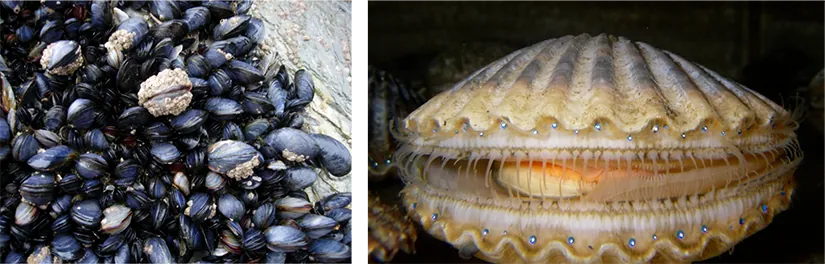 Image a shows black and gray mussels clustered together. Image b is a scallop, with its eyespots clearly noticable along the edge of its mantle.