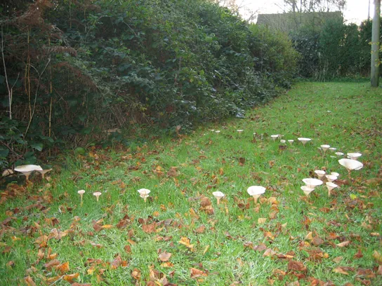 Photo shows toadstool mushrooms growing on a lawn, and forming a large circle.