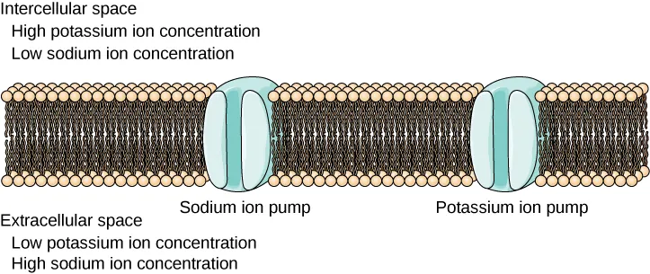 The figure shows dozens of dark brown tubes with tan circles on top. The magnified section shows a break about a quarter of the way into the brown tubes that has a blue circle and this circle represents a Sodium ion pump, a quarter of the way past that is another blue circle this time labeled Potassium ion pump.