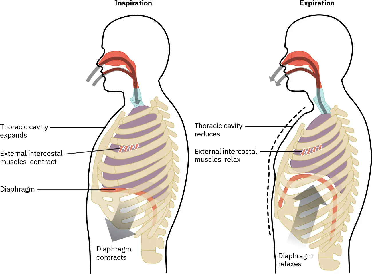 The left panel of this image shows a person inhaling air and the location of the chest muscles. The right panel shows the person exhaling air and the contraction of the thoracic cavity.