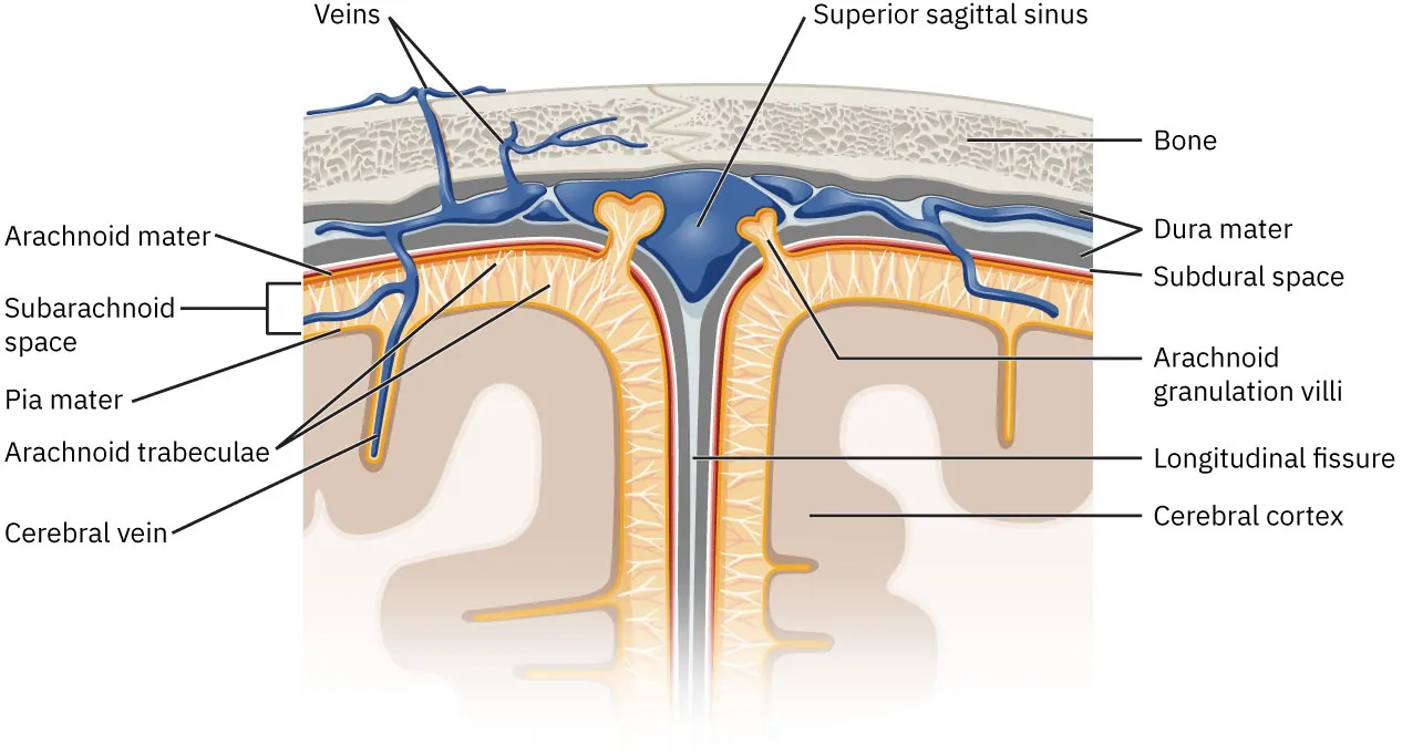 A diagram of the meninges, labeling Veins, Arachnoid mater, Subarachnoid space, Pia mater, Arachnoid trabeculae, Cerebral vein, Superior sagittal sinus, Bone, Dura mater, Subdural space, Arachnoid granulation villi, Longitudinal fissure, Cerebral cortex.