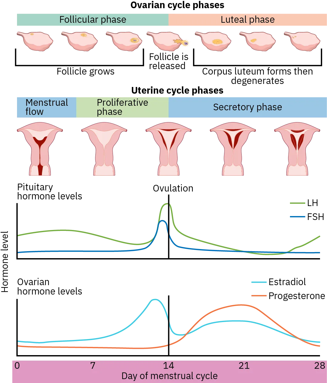 The menstrual cycle encompasses both an ovarian cycle and a uterine cycle. The uterine cycle is divided into menstrual flow, the proliferative phase, and the secretory phase. The ovarian cycle is separated into follicular and luteal phases. At day zero the uterine cycle enters the menstrual phase, and the ovarian cycle enters the follicular phase. Menstruation begins, and the follicle inside the uterus begins to grow. The pituitary hormone F S H level rises slightly, while L H levels remain low. The levels of ovarian hormones estradiol and progesterone remain low. After menses, the uterine cycle enters the proliferative phase, and the follicle grows. The level of the ovarian hormone estradiol begins to rise rapidly. Toward the end of the proliferative phase, levels of the pituitary hormones F S H and L H rise as well. Around day fourteen, just after the estrogen, progesterone, and estradiol levels peak, ovulation occurs. The follicle ruptures, releasing the oocyte. The ovarian cycle enters the luteal phase. The follicle grows into a corpus luteum and then degenerates. The uterus enters the secretory phase. Progesterone levels and estradiol levels, which had dropped after ovulation, also increase. Toward the end of the secretory phase estrogen and progesterone levels decrease, reaching their baseline levels around day 28. At this point, menstruation begins.