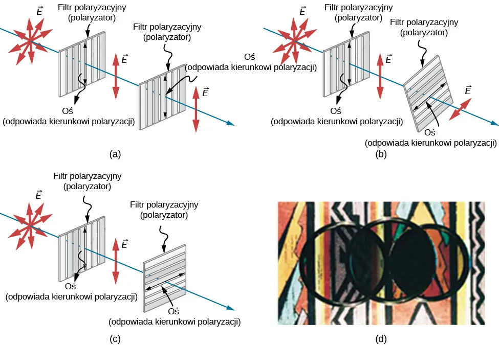 Figura zawiera trzy rysunki niespolaryzowanego światła przechodzącego przez dwa filtry polaryzacyjne, jeden po drugim, w różnych wariantach. Na rysunku a, filtry mają równoległe osie. Na rysunku b, oś drugiego filtra jest ustawiona pod pośrednim kątem, między zero a 90 stopni w stosunku do pierwszego polaryzatora. Na rysunku c, drugi filtr jest prostopadły do pierwszego. Obok rysunków jest zdjęcie rzeczywistego działania wariantu pierwszego (filtry równoległe) i ostatniego (filtry prostopadłe). We wszystkich wariantach źródło światła jest niespolaryzowane, co pokazano za pomocą wektorów E skierowanych w różne strony w płaszczyźnie prostopadłej do promienia (kierunku propagacji fali). We wszystkich wariantach światło po przejściu przez pierwszy filtr, o osi ustawionej pionowo, jest spolaryzowane pionowo, na co wskazują strzałki wektora E skierowane tylko w górę i w dół. Na rysunku a, całe światło spolaryzowane przechodzi przez drugi filtr, którego oś jest równoległa do pierwszego, i wciąż jest spolaryzowane pionowo. Na rysunku b, tylko część światła spolaryzowanego przez pierwszy filtr przechodzi przez drugi filtr, którego oś ustawiona jest skośnie. Światło wychodzące z drugiego filtra jest spolaryzowane zgodnie z kierunkiem osi drugiego filtra, a jego natężenie E jest zmniejszone. Na rysunku c, na którym osie filtrów są prostopadłe do siebie, przez drugi filtr nie przechodzi żadne światło. Zdjęcie obok przedstawia 3 okrągłe filtry polaryzacyjne umieszczone na tle kolorowego wzoru. Dwa z tych filtrów ułożono obok siebie, a trzeci położono na nich w taki sposób, że środek trzeciego filtra jest dokładnie w miejscu zetknięcia się dwóch pozostałych filtrów. W polu pokrywania się lewego filtra i nałożonego filtra widać nieco światła. Pole pokrywania się prawego filtra z nałożonym filtrem jest całkowicie ciemne.