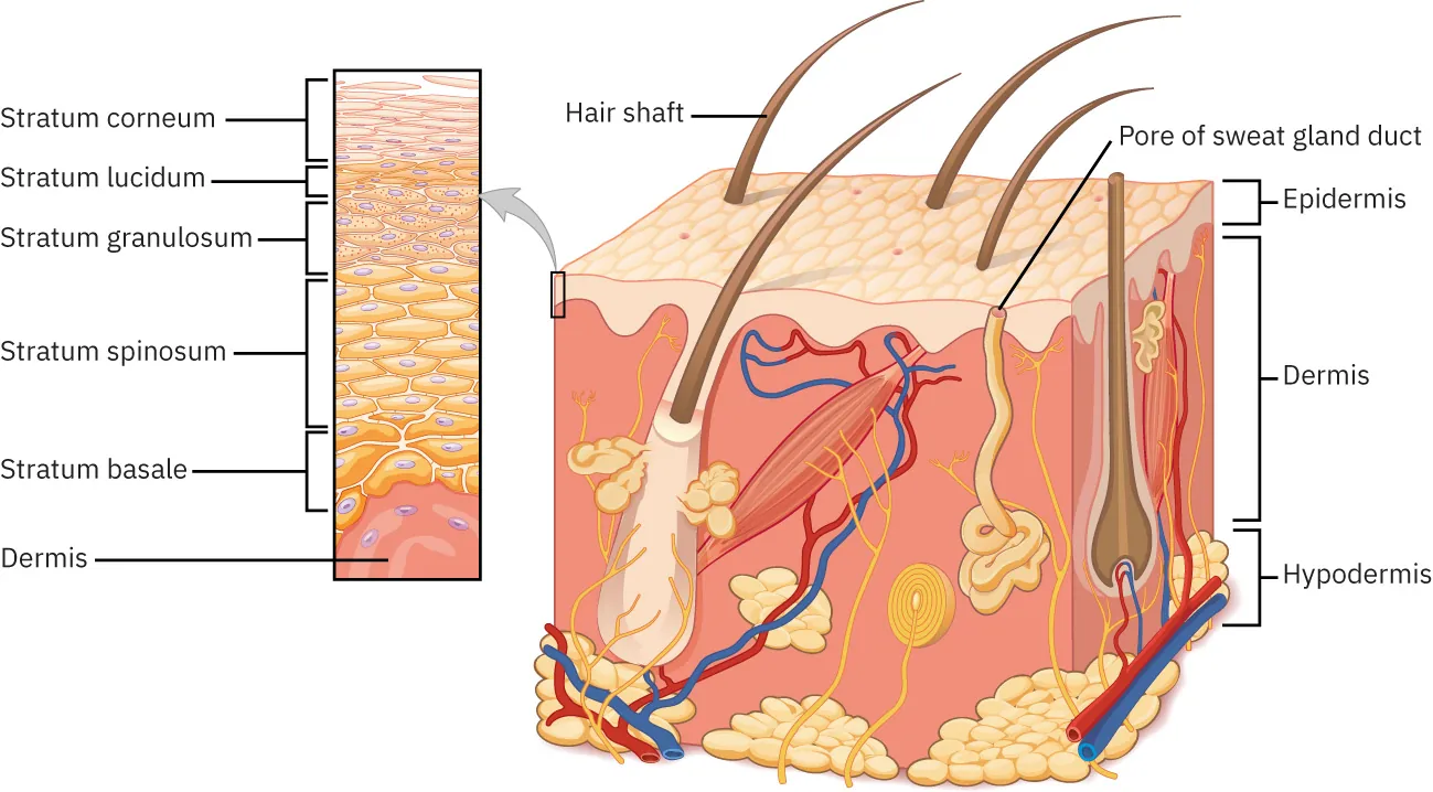 Diagram of skin layers, labeling Stratum corneum, Stratum lucidum, Stratum granulosum, Stratum spinosum, Stratum basale, Dermis, Hair shaft, Pore of sweat gland duct, Epidermis, Dermis, and Hypodermis.