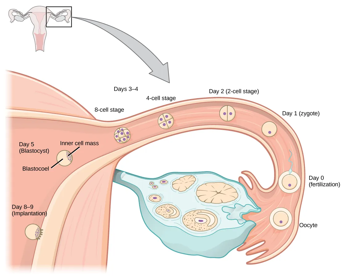 Upon ovulation, an oocyte is released from the ovary and enters the fallopian tubule. Fertilization by a sperm occurs at day zero, resulting in a single-celled zygote. Around day two, the zygote undergoes cell division. More cell divisions occur on the third and fourth day, resulting in four-cell and eight-cell stages. By this time the cell mass has traveled to the end of the fallopian tube. Around day five the cell mass enters the uterus and differentiates into a blastocyst that is hollow inside (a fluid-filled cavity called a blastocoel), with an inner cell mass off to one side. The layer of cells on the outside of the blastocyst is called the trophoblast. Around day eight or nine the blastocyst implants in the wall of the uterus, with the inner cell mass facing the wall.