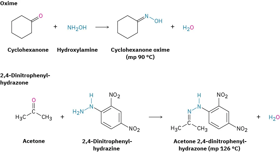 First reaction shows the formation of cyclohexanone oxime between cyclohexanone and hydroxylamine. Second reaction shows the formation of acetone-2,4-dinitrophenylhydrazone from acetone and 2,4-dinitrophenylhydrazine. Water is the by-product in both reactions.