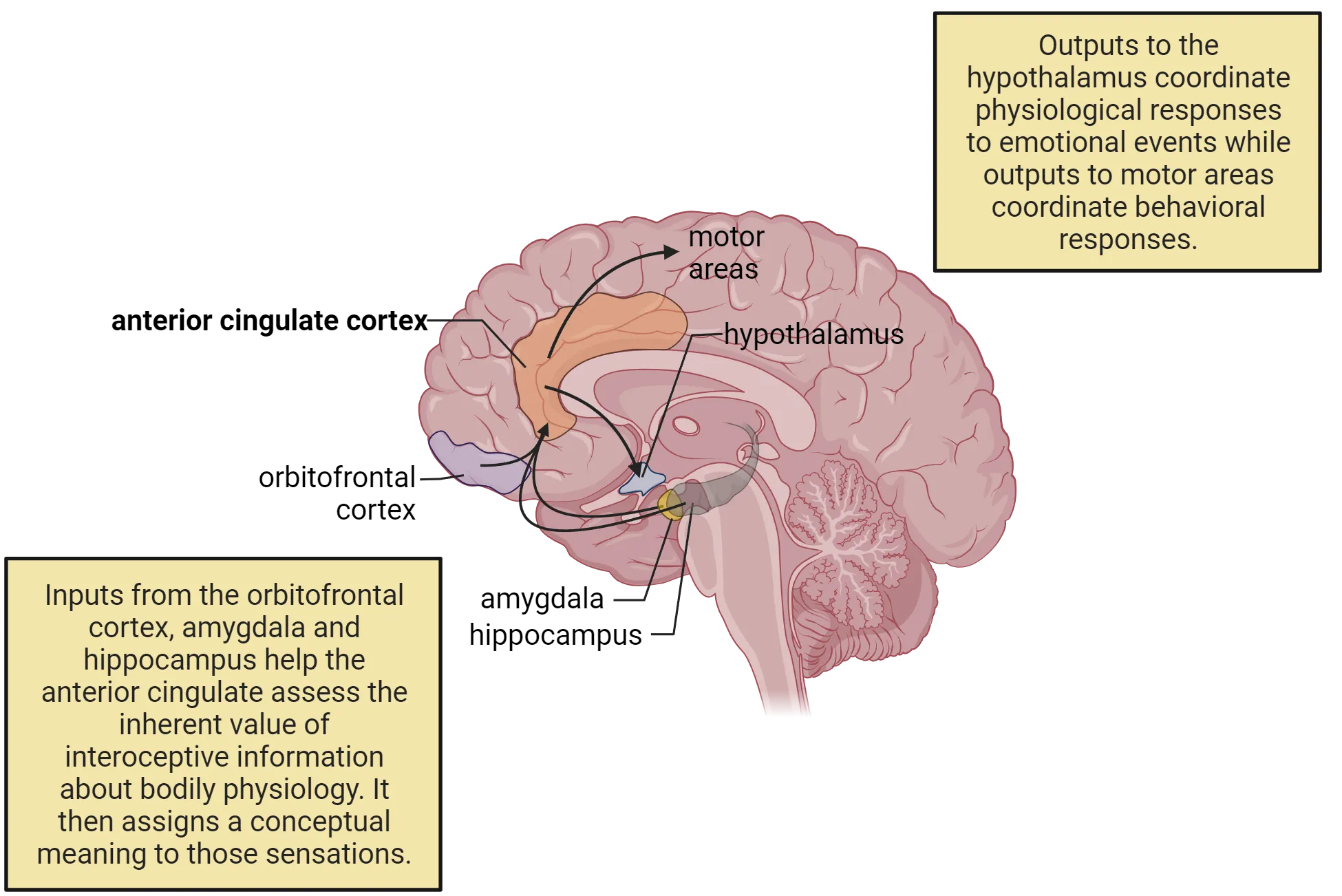 A diagram of a brain, sliced sagittally at midline. The anterior cingulate cortex and its input/output structures are highlighted.